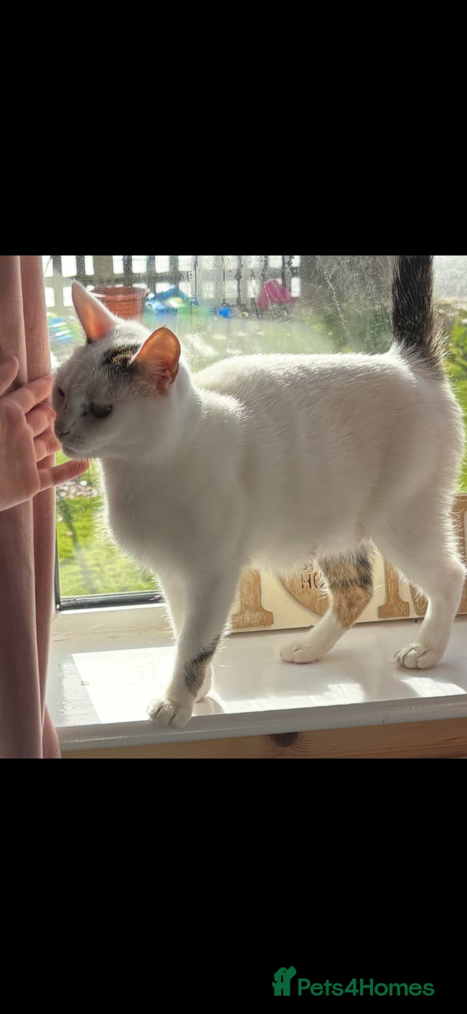 American Shorthair cats  Gorgeous American shorthair babies - Advert 1