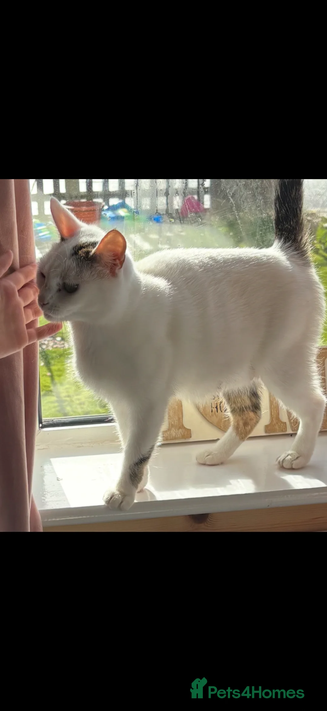 American Shorthair cats for sale:  Gorgeous American shorthair babies - Advert 1