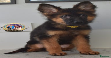 German Shepherd dogs - Advert 11