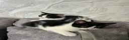 Domestic Shorthair cats for sale: 🐾Fluffy black and white kittens🐾 - Advert 16