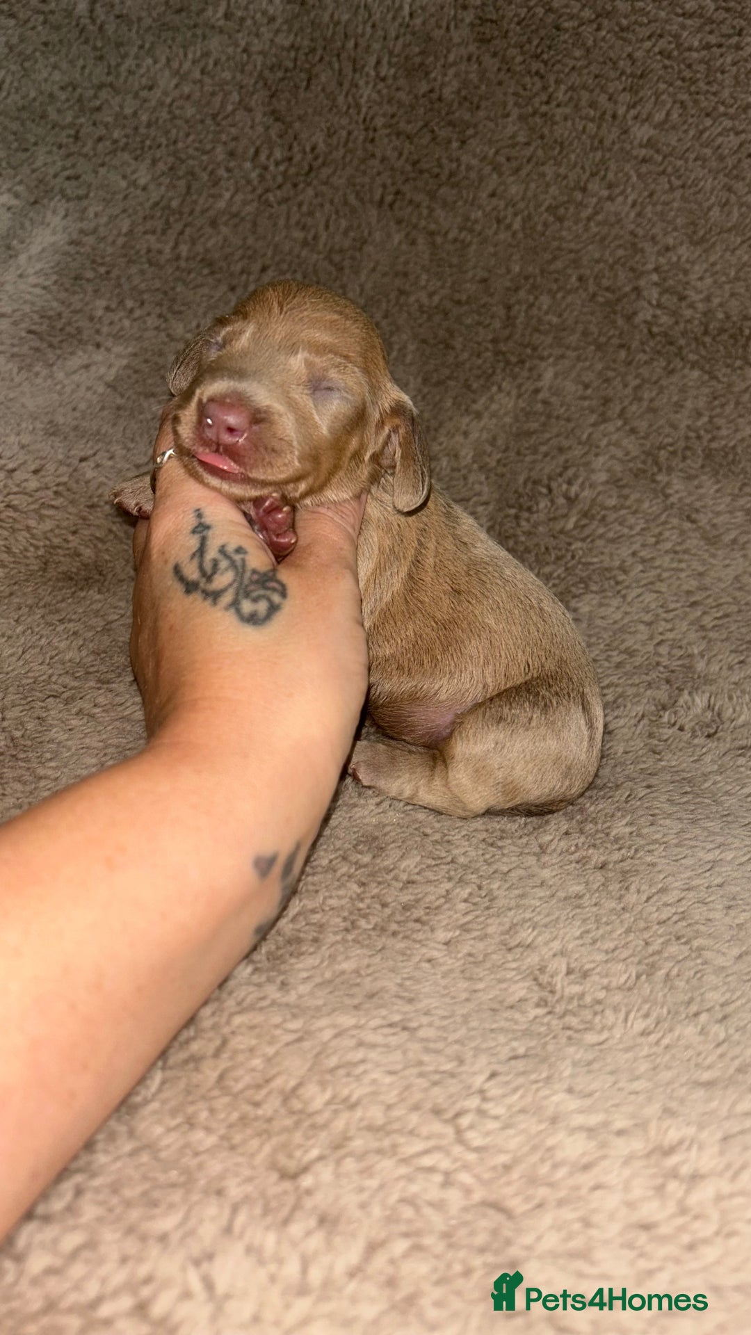 Miniature Dachshund dogs for sale: Perfecf kc miniature dachshunds - Image 19