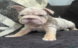 French Bulldog dogs for sale: High Quality French Bulldog Puppies  - Image 23
