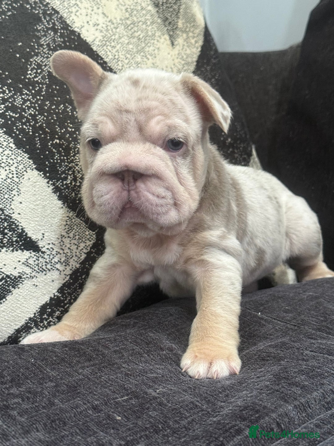 French Bulldog dogs for sale: High Quality French Bulldog Puppies  - Image 23