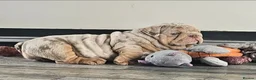 English Bulldog dogs for sale: Lilac & tan merle English bulldog  in Rowley Regis - Advert 1