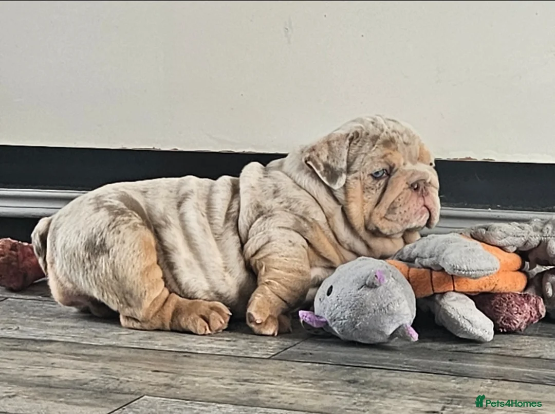 English Bulldog dogs for sale: Lilac & tan merle English bulldog  in Rowley Regis - Advert 1