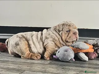 English Bulldog dogs Lilac & tan merle English bulldog - Advert 4