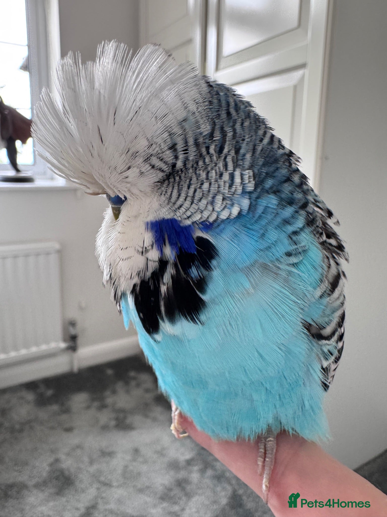 Budgerigars birds Hand Reared Exhibition Budgie - Advert 12