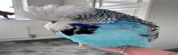 Budgerigars birds for sale: Hand Reared Exhibition Budgie - Advert 1