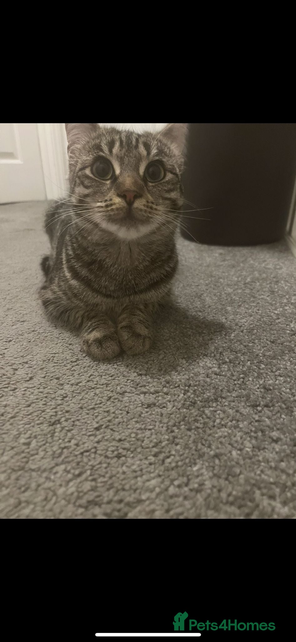 Mixed Breed cats Female Vaccinated, Spayed Mixed Breed Cat  - Advert 1