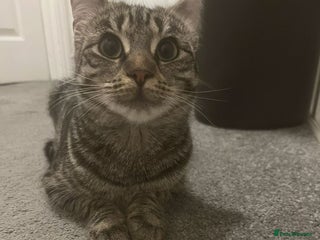 Mixed Breed cats Female Vaccinated, Spayed Mixed Breed Cat - Advert 1