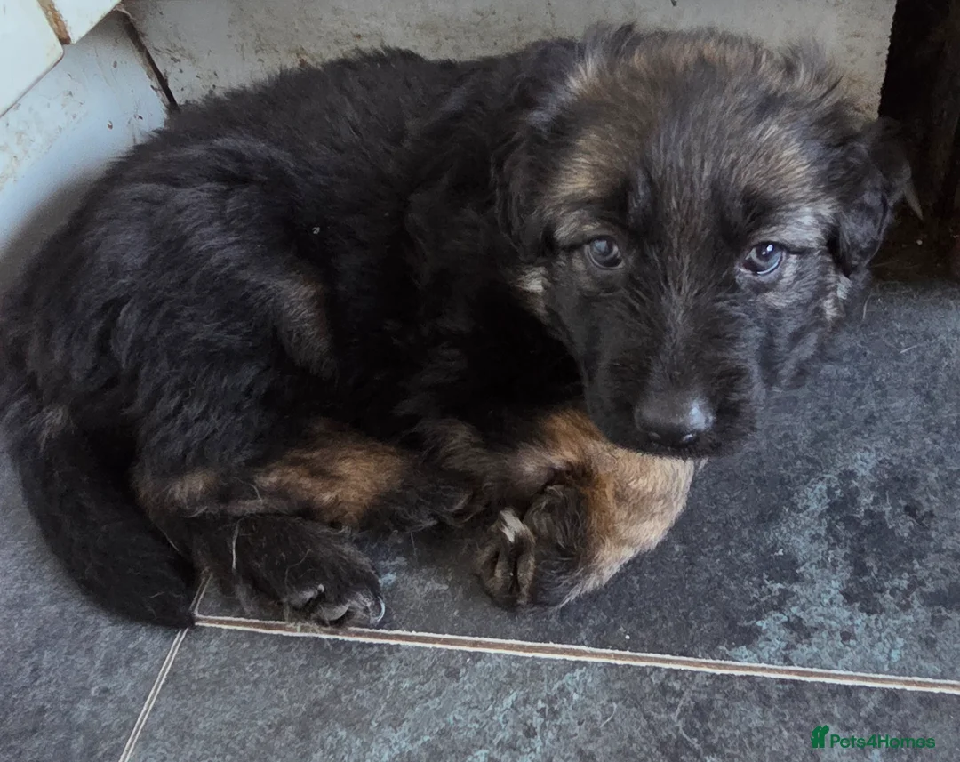German Shepherd dogs for sale: German Shepherd pups - Advert 12
