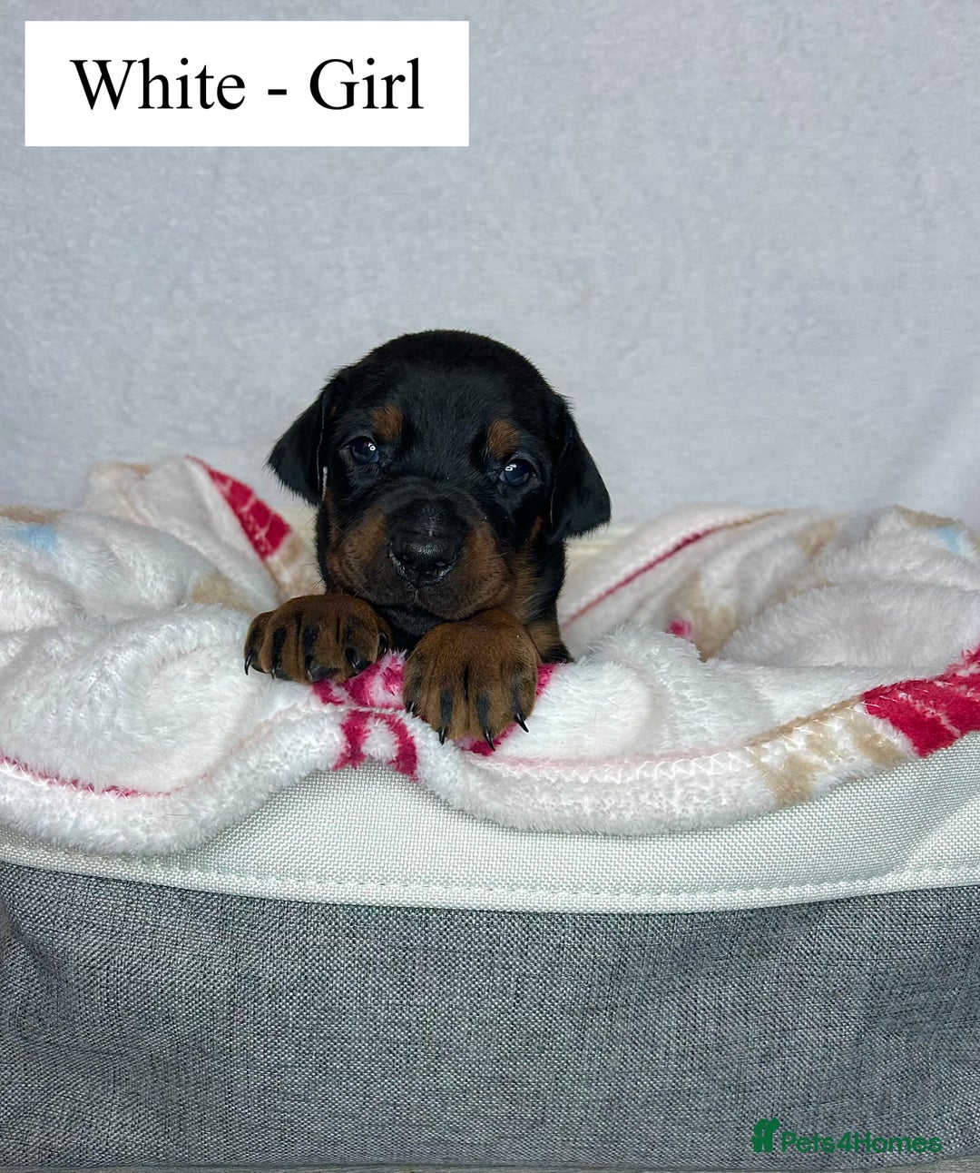 Dobermann dogs for sale: 🩶 Top quality KC registered Doberman puppies! 🩶 - Advert 4