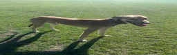 Lurcher dogs for stud: Saluki bull greyhound  in Darlington - Advert 4
