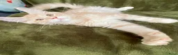 Maine Coon cats for sale: Beautiful Main Coon Kittens Ready - Advert 30