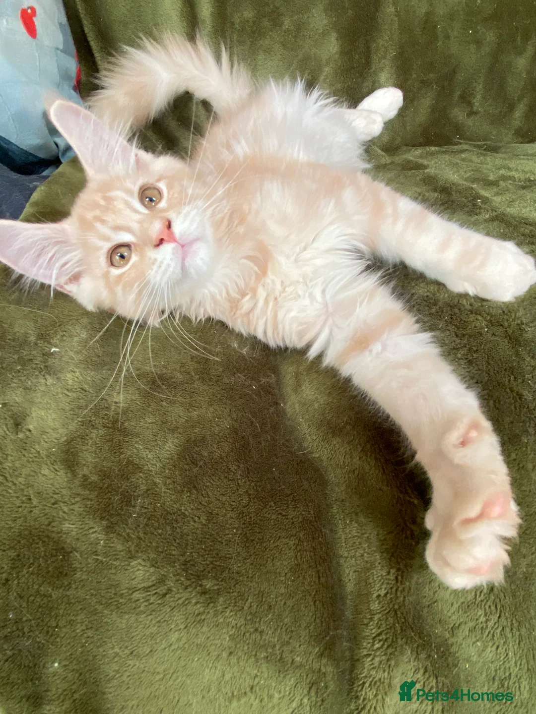 Maine Coon cats for sale: Beautiful Main Coon Kittens Ready - Advert 30