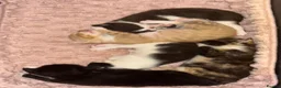 Mixed Breed cats for sale: Kittens for sale  - Advert 2