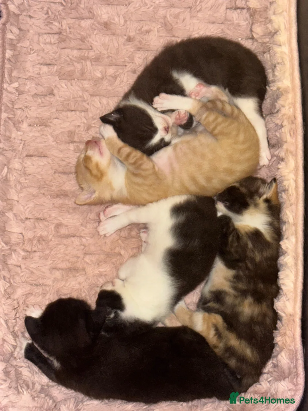 Mixed Breed cats for sale: Kittens for sale  - Advert 2