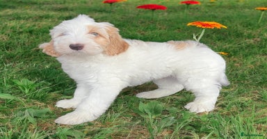 Australian Labradoodle dogs - Advert 15