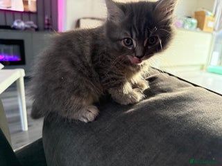 British Shorthair cats Grey male British short hair x Maine coon - Advert 4