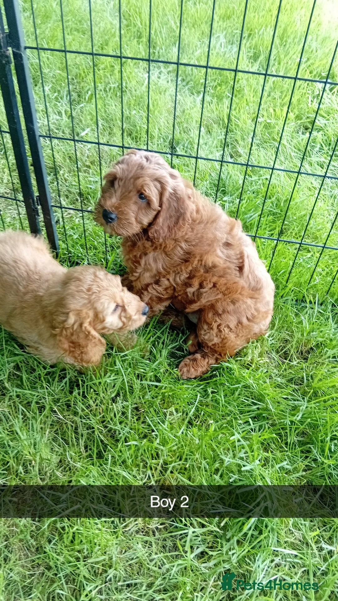 Cockapoo dogs for sale: Cockapoo - Image 4