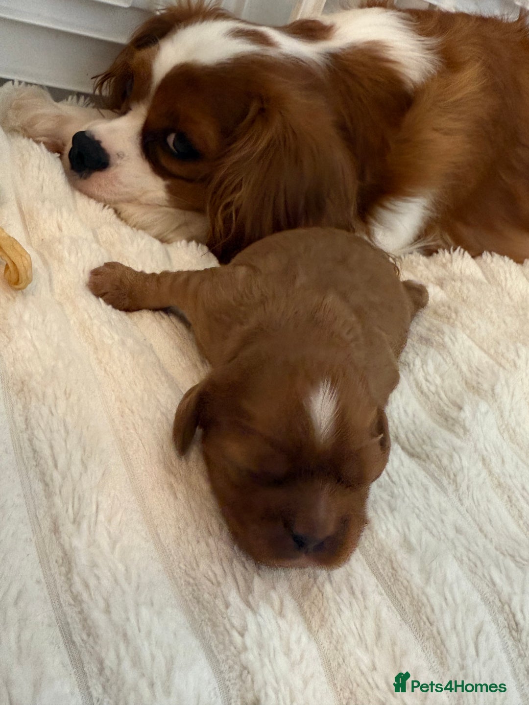 Cavalier King Charles Spaniel dogs for sale: TWO CAVALIER KING CHARLES BOYS AVAILABLE NOW - Image 34