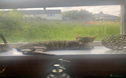 Bengal cats for sale: Bengal cats  - Image 7