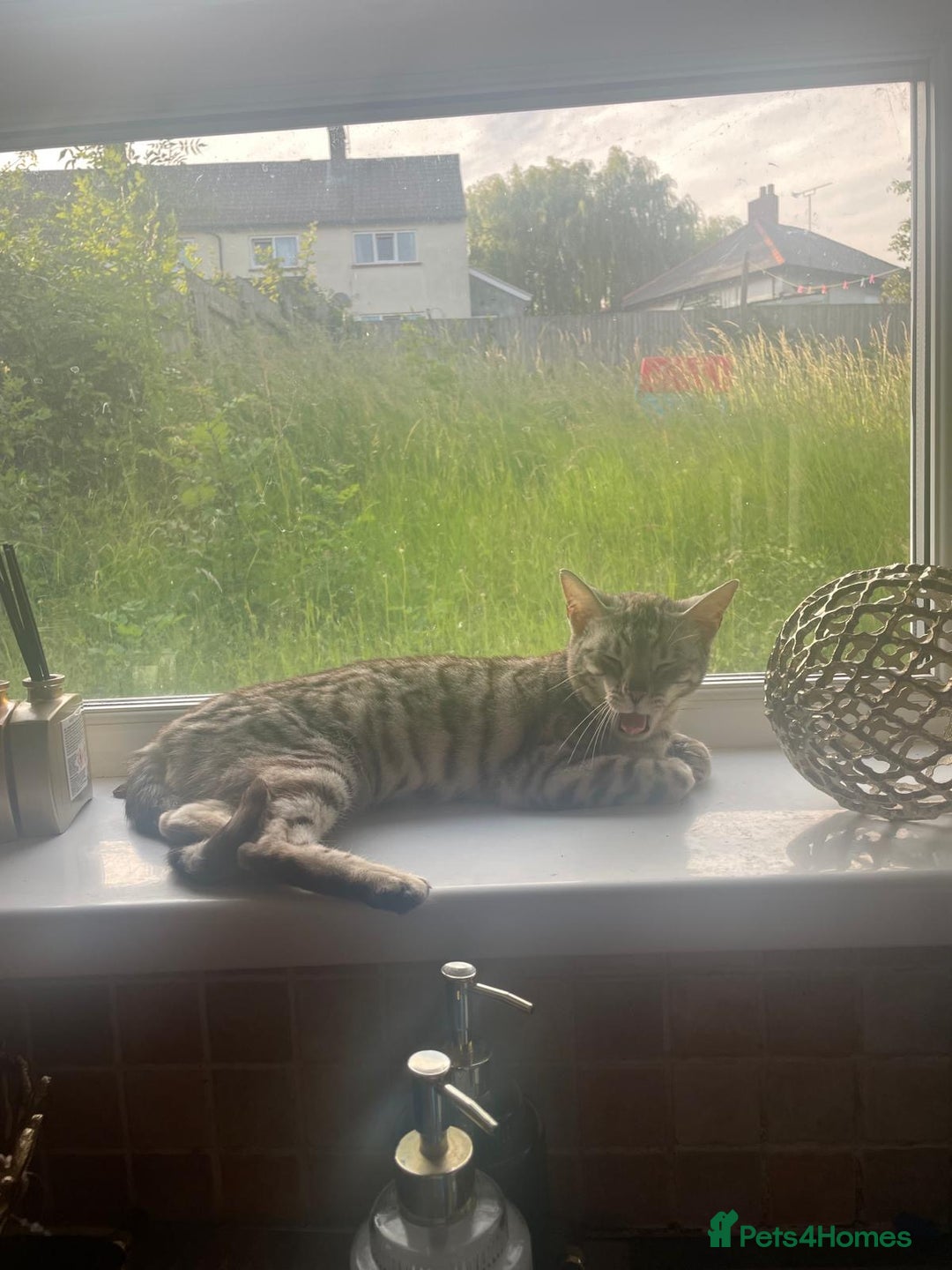 Bengal cats for sale: Bengal cats  - Image 7