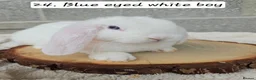 Mini Lop rabbits for sale: Ready from 26th Oct Purebred mini plush lops🩵🧸 - Advert 7