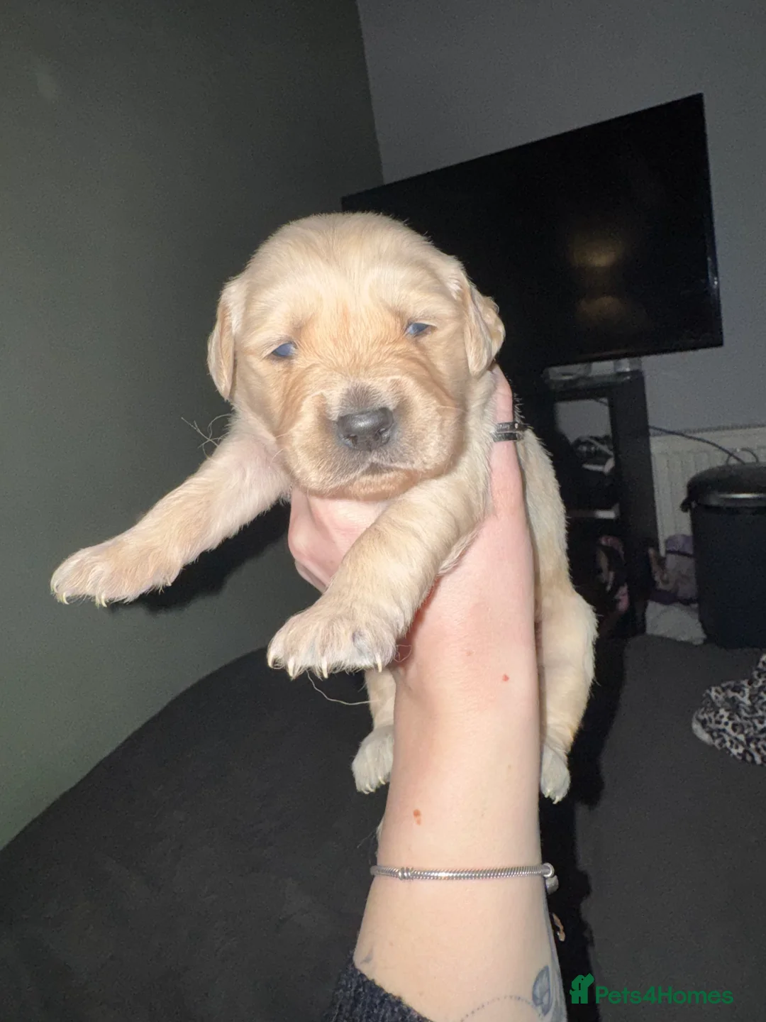 Golden Retriever dogs for sale: Golden retriever puppies - Advert 5