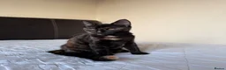Mixed Breed cats for sale: 4 adorable kittens for sale - Advert 10