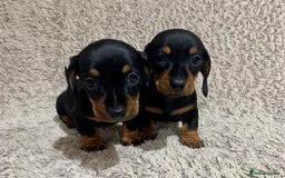 Dachshund dogs for sale: Miniature Dachshund sausage dog puppies - Image 4
