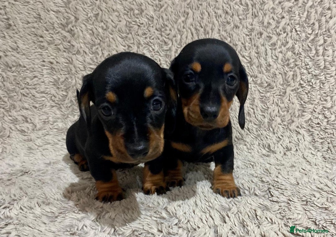 Dachshund dogs for sale: Miniature Dachshund sausage dog puppies - Image 4