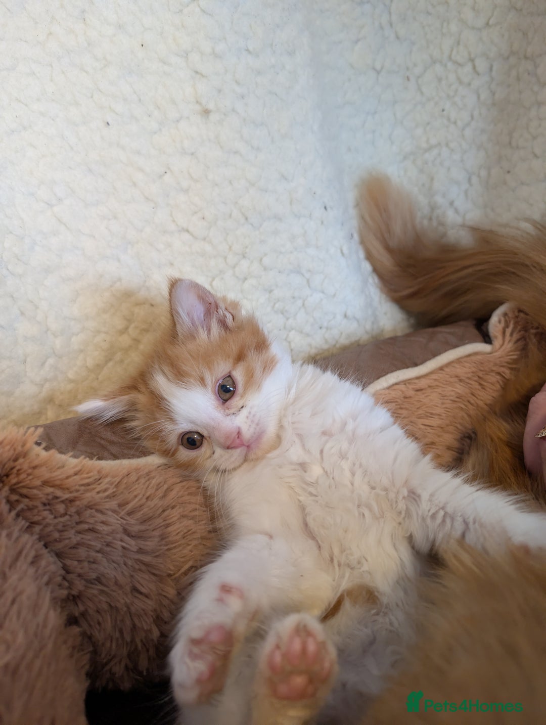 Maine Coon cats for sale: Maine-coon Mix for sale 😼 - Image 10