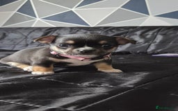 Mixed Breed dogs for sale: Adorable F1b Bullhuahua puppies - Image 11
