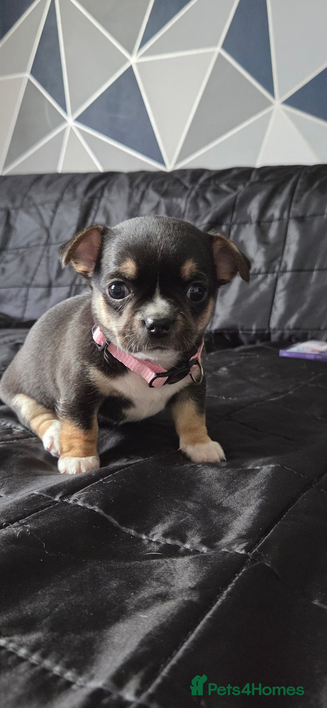 Mixed Breed dogs for sale: Adorable F1b Bullhuahua puppies - Image 11