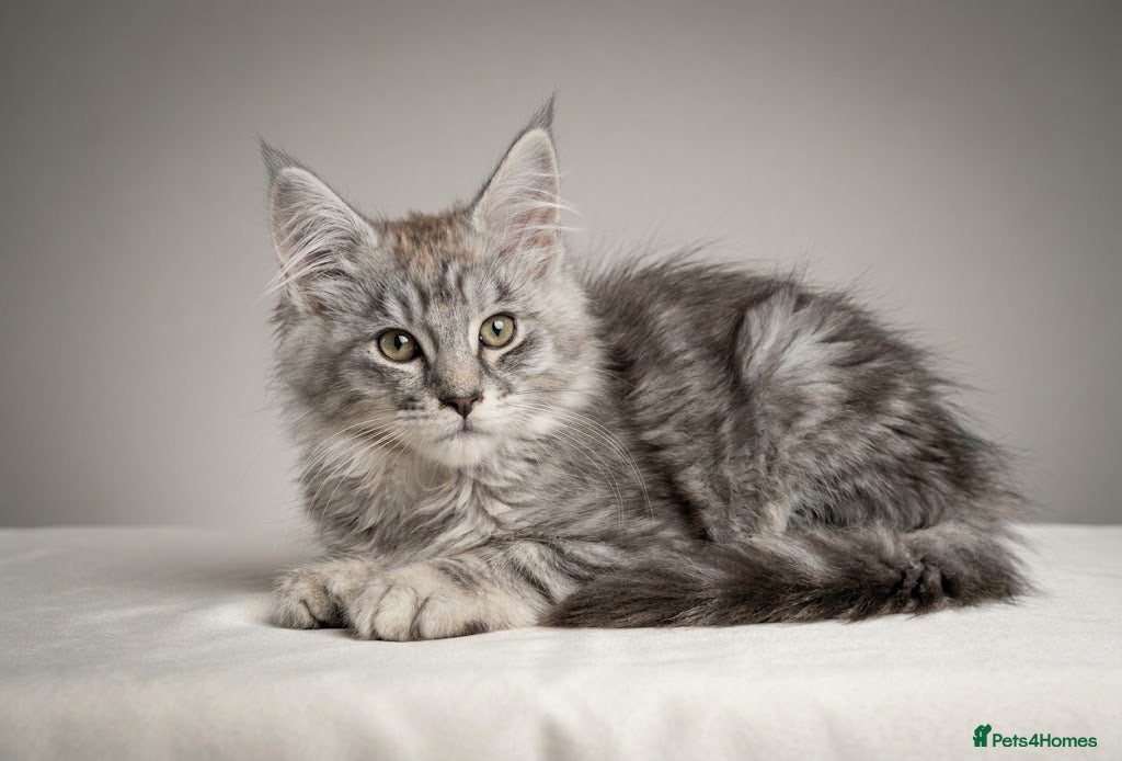 Maine Coon cats READY NOW Female Maine Coon Silver kittens  - Advert 1