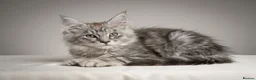 Maine Coon cats for sale: READY NOW Maine Coon Smoke/Silver kittens  - Advert 4