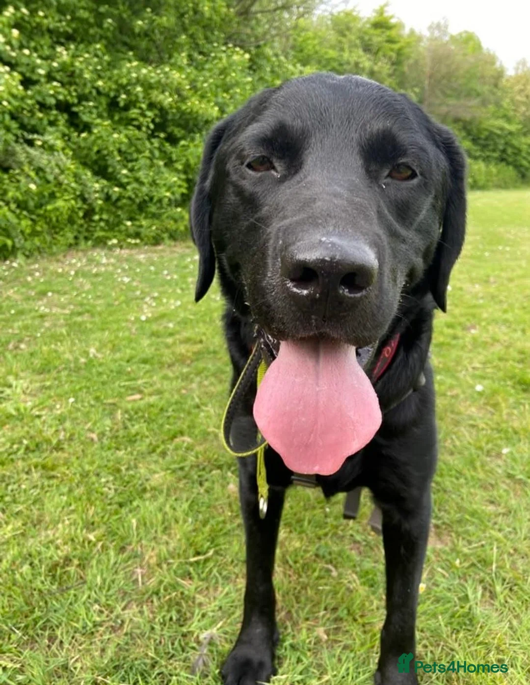 Labrador Retriever dogs for adoption: Ludo needs a loving home  - Advert 3