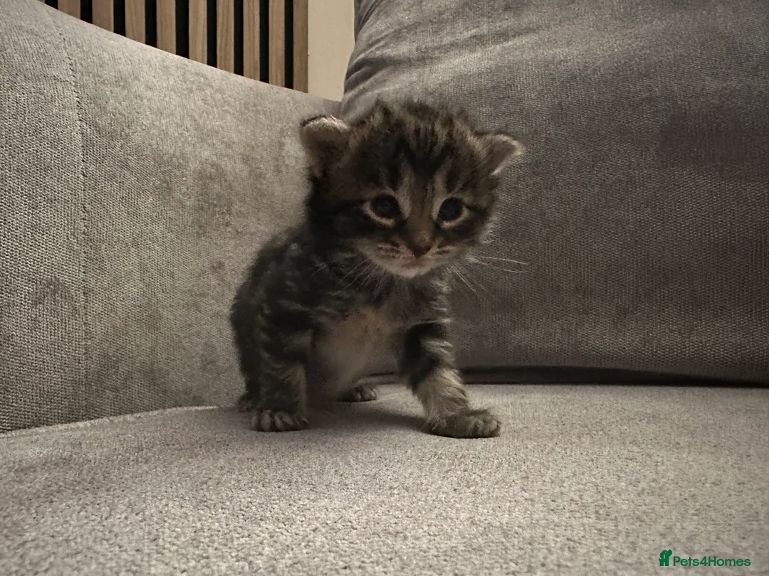 Mixed Breed cats for sale: X4 beautiful kittens looking for forever home.  - Advert 8