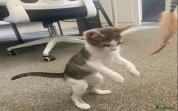 European cats for sale: 2 Adorable Kittens ready for their forever homes  - Image 18
