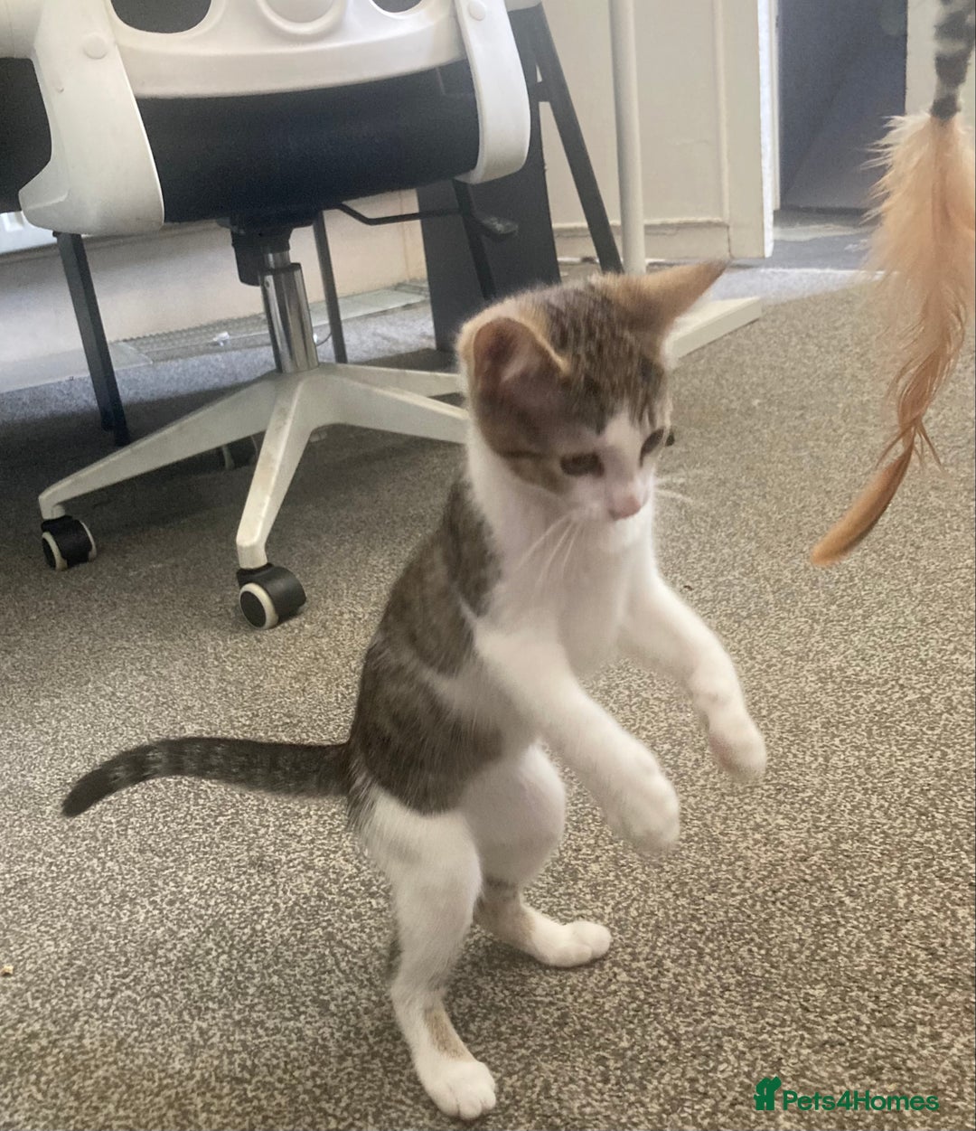 European cats for sale: 2 Adorable Kittens ready for their forever homes  - Image 18