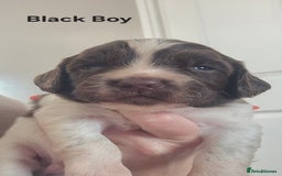 English Springer Spaniel dogs for sale: English Springer Spaniel Puppies  - Image 5