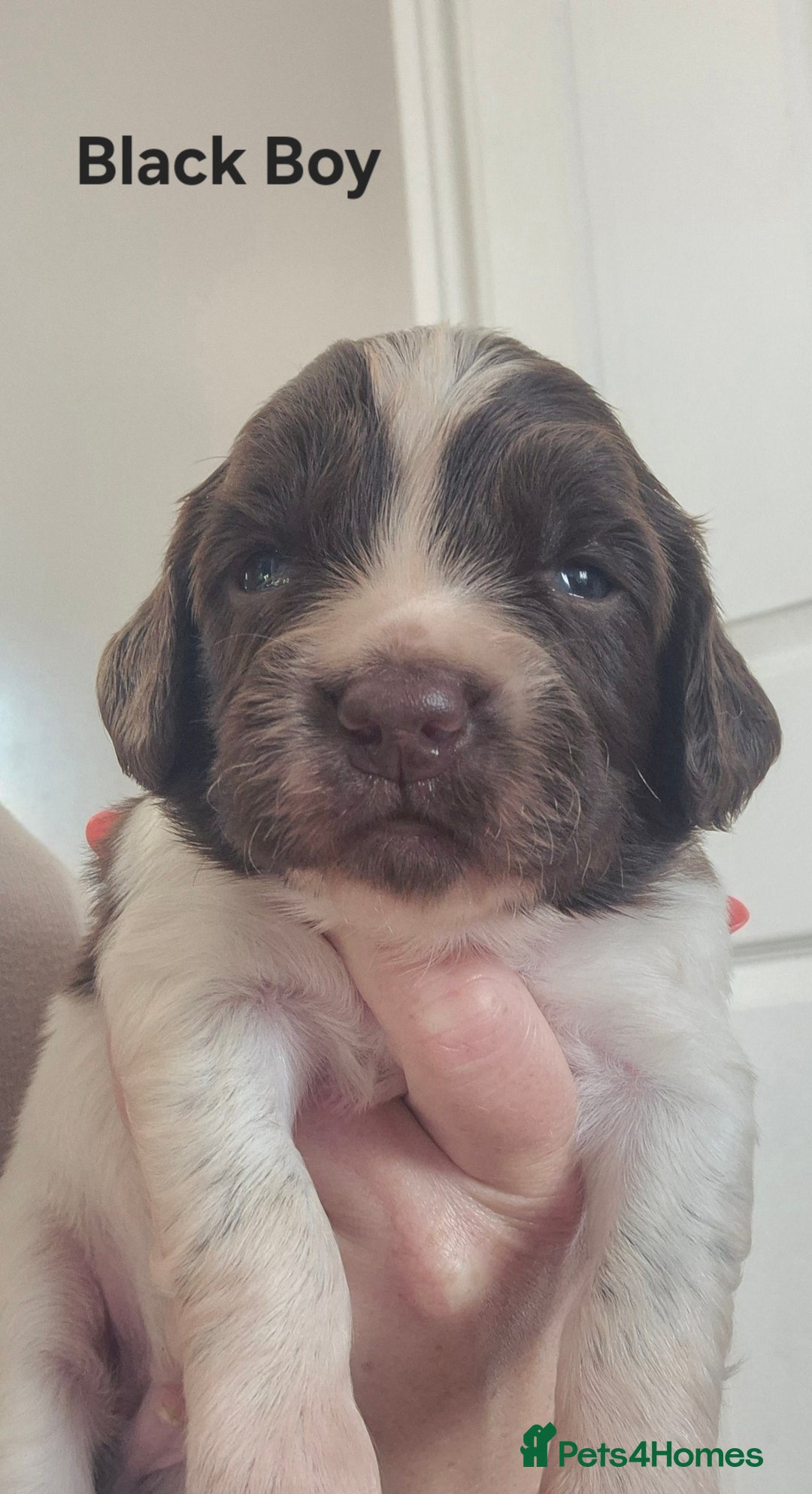 English Springer Spaniel dogs for sale: English Springer Spaniel Puppies  - Image 5