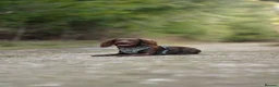 Sprocker dogs for sale: Sprocker Spaniel - 2 years old - Advert 4