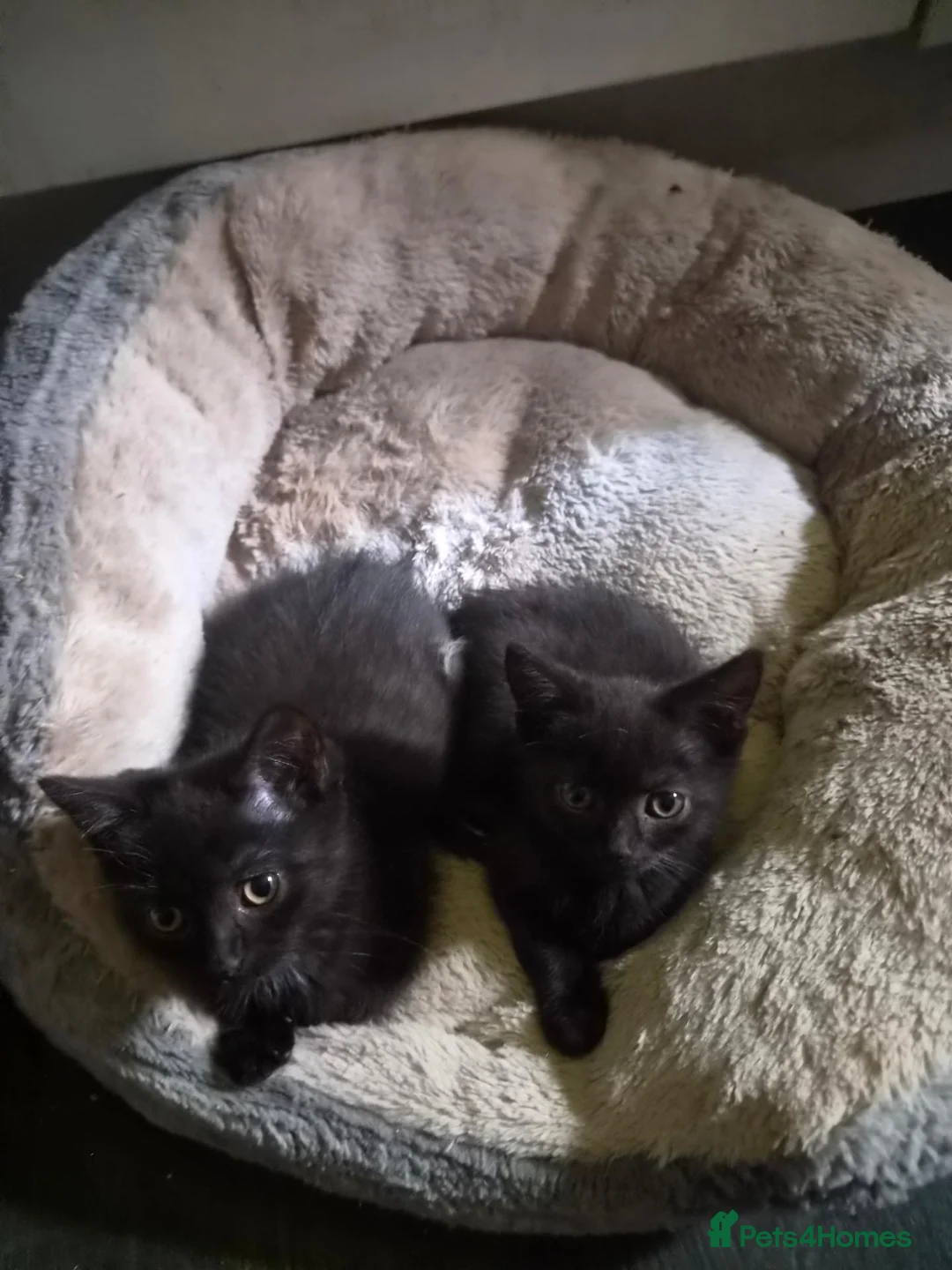 British Shorthair cats for sale: British Shorthair x Domestic Shorthair - Advert 20
