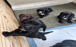 Sprocker dogs for sale: Sprocker spaniels F1 Ready 2nd October - Image 2