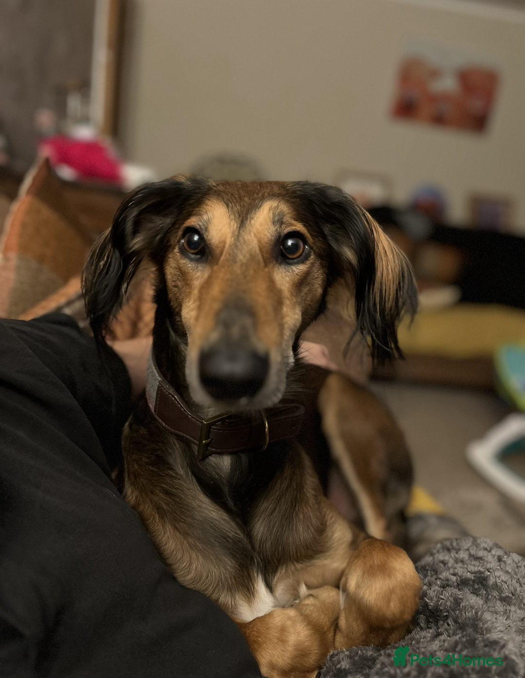 Mixed Breed dogs for sale: Saluki Bull Grey Puppies  - Image 11