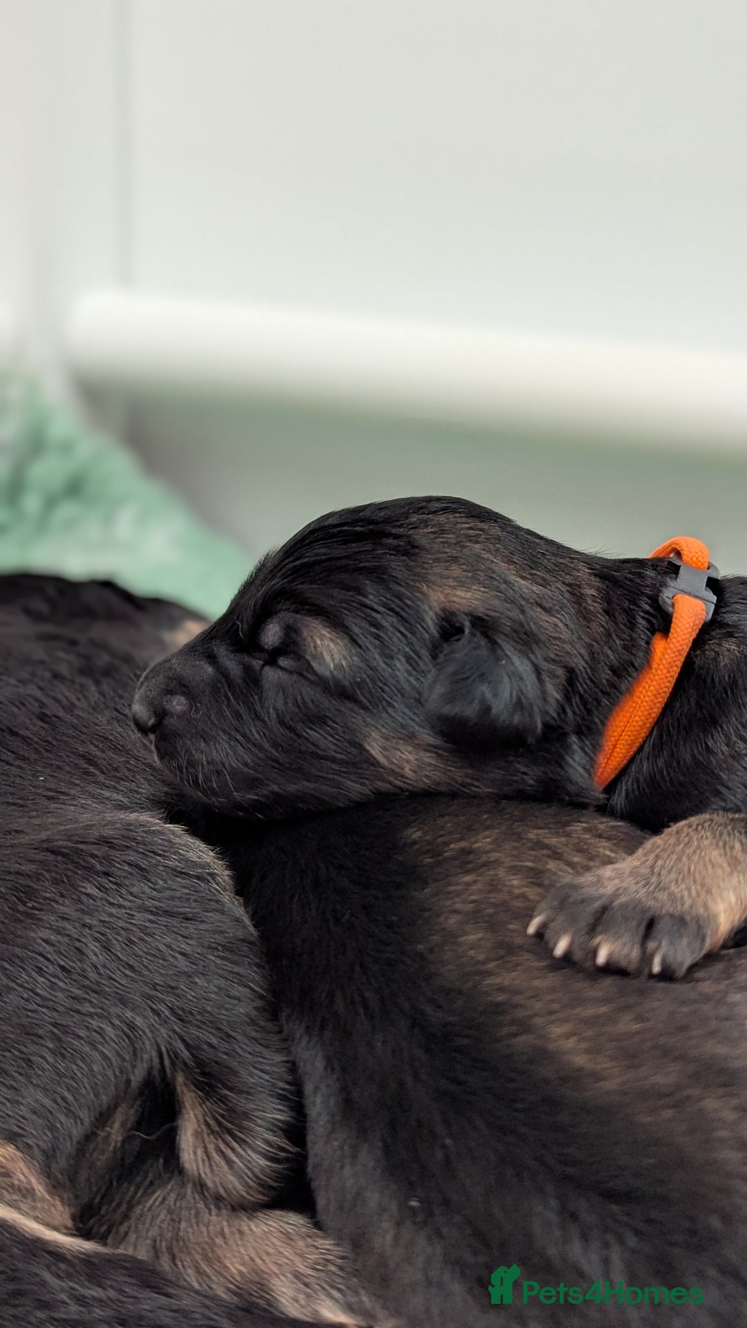 German Shepherd dogs for sale: Beautiful KC German Shepherd Puppies health tested - Image 16