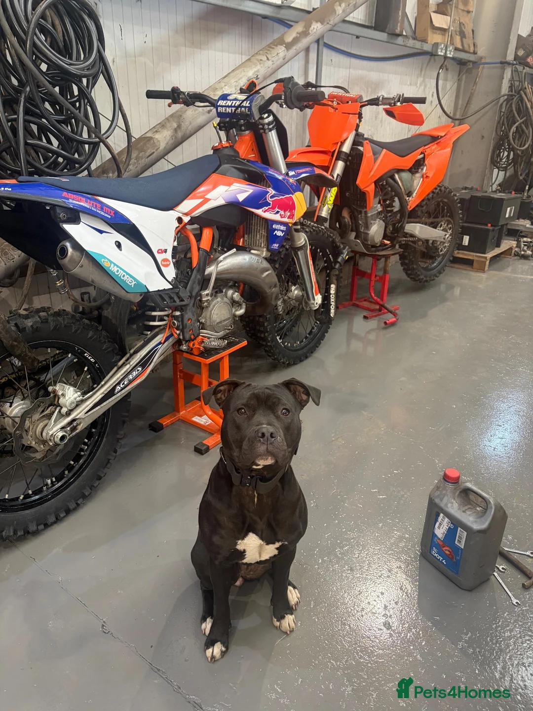 Staffordshire Bull Terrier dogs for sale: Nala 1 year old staffy - Advert 1