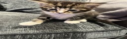 Maine Coon cats for sale: Main coon cross bread  - Advert 2